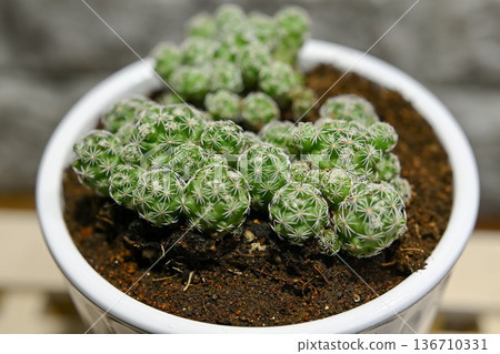 Cactus Silver Ball Cactus Silver Ball 136710331