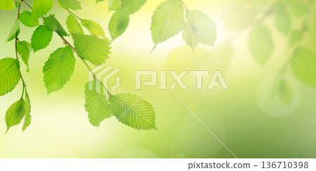 Sunlight streaming through fresh green foliage in a bright spring scene 136710398