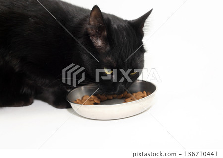 The Black Cat Is Having Lunch The Black Cat Is Having Lunch 136710441