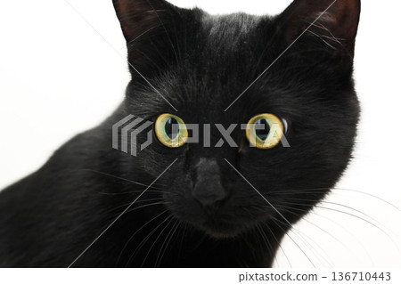 A Black Cat A Black Cat 136710443