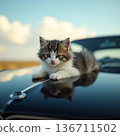 A sleepy kitty in the car 136711502