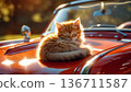Kitty taking a nap in the car 136711587