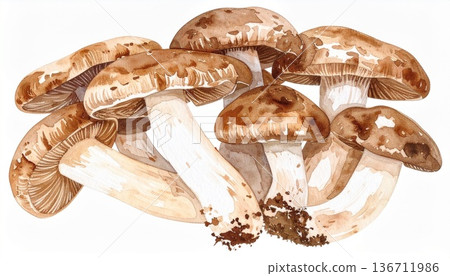 蘑菇插圖素材 136711986