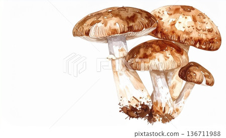 Mushroom illustration material Mushroom illustration material 136711988