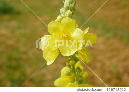 Verbascum thamsus great mullein morning dew greater plant detail liquid water droplets in small baby immature fully blooms numerous beautiful yellow flower inflorescence melliferous plant moisture Verbascum thamsus great mullein morning dew greater plant detail liquid water droplets in small baby immature fully blooms numerous beautiful yellow flower inflorescence melliferous plant moisture 136712012