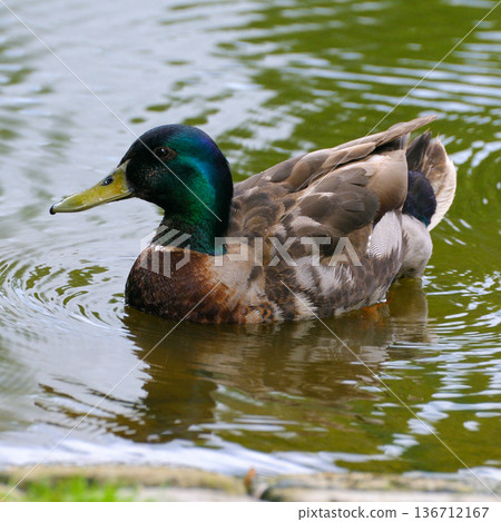Male mallard duck swimming in a peaceful pond with water ripples Male mallard duck swimming in a peaceful pond with water ripples 136712167