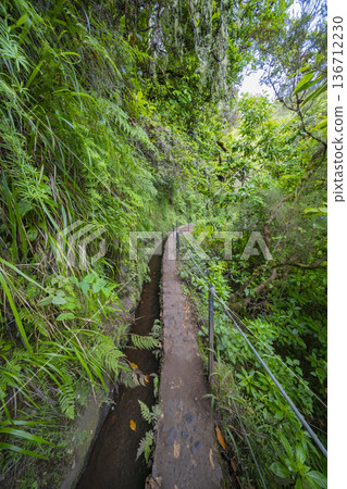 Levada do Caldeirao Verde, Madeira, Portugal Levada do Caldeirao Verde, Madeira, Portugal 136712230