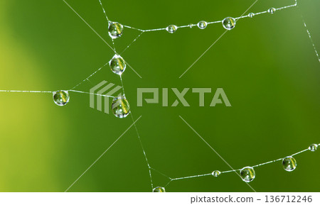 Rain Drops Spider Net, Marino Ballena National Park Rain Drops Spider Net, Marino Ballena National Park 136712246