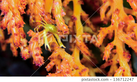 Coral Commensal Crab, Sulawesi Coral Commensal Crab, Sulawesi 136712247