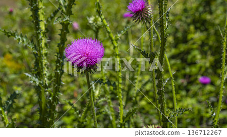 Illyrian Thistle, Arribes del Duero Natural Park Illyrian Thistle, Arribes del Duero Natural Park 136712267
