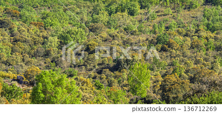 Mediterranean Forest Scrub, Spain Mediterranean Forest Scrub, Spain 136712269