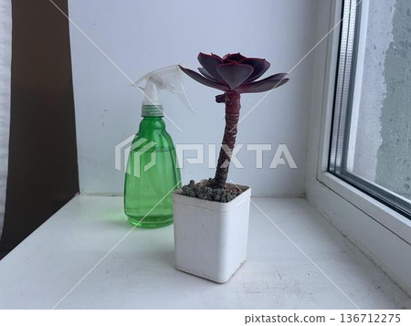 plant and spray on the windowsill with cold day lighting plant and spray on the windowsill with cold day lighting 136712275