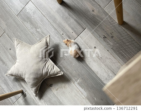 a hamster on the floor next to a pillow a hamster on the floor next to a pillow 136712291