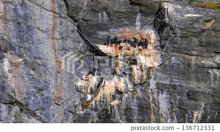 Brunnich s Guillemot, Arctic 136712331