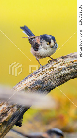 Long-tailed Tit, Spain 136712336