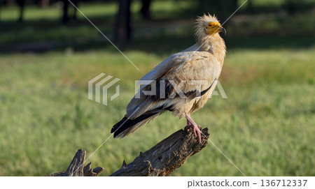 Egyptian Vulture, Spain Egyptian Vulture, Spain 136712337