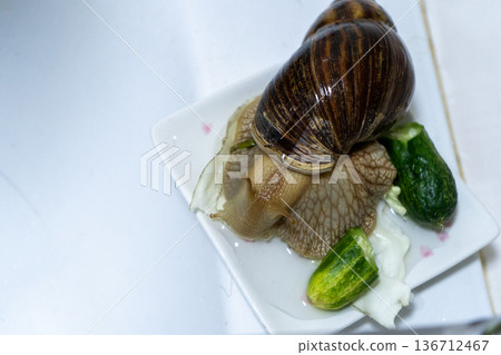 Big snail achatina pet. Animal at home. Eating cucumber veggies food Big snail achatina pet. Animal at home. Eating cucumber veggies food 136712467