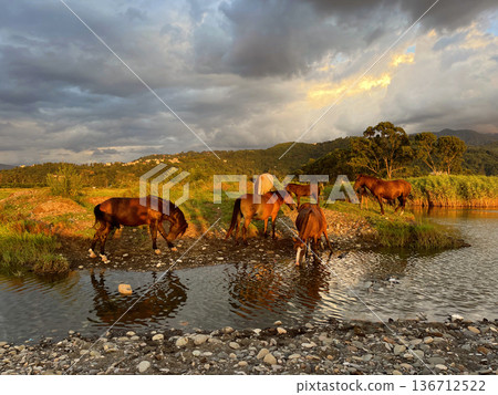 Herd of horses grazing. Animal farm. Red thoroughbred horse Herd of horses grazing. Animal farm. Red thoroughbred horse 136712522