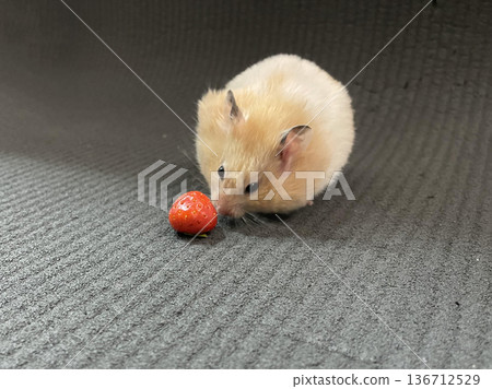 a small hamster eating a strawberry a small hamster eating a strawberry 136712529