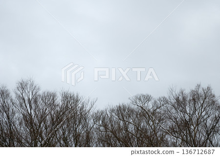 冬日蕭瑟的景象，陰雲密布，樹木光禿禿的，一片淒涼。 136712687
