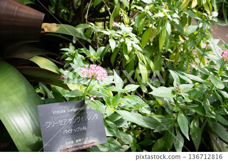 Red canna flowers blooming in a tropical botanical garden Red canna flowers blooming in a tropical botanical garden 136712816