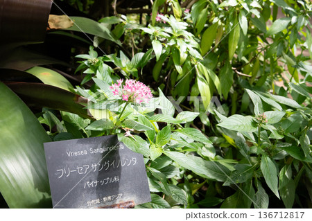 Red canna flowers blooming in a tropical botanical garden Red canna flowers blooming in a tropical botanical garden 136712817