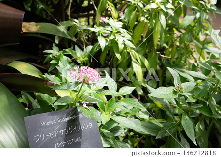 Red canna flowers blooming in a tropical botanical garden Red canna flowers blooming in a tropical botanical garden 136712818