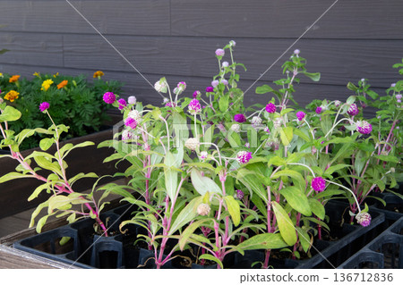 Red canna flowers blooming in a tropical botanical garden Red canna flowers blooming in a tropical botanical garden 136712836