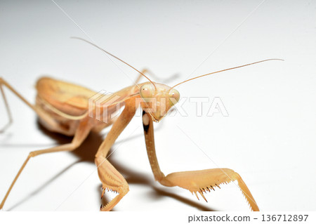 mantis, insect, praying mantis 136712897