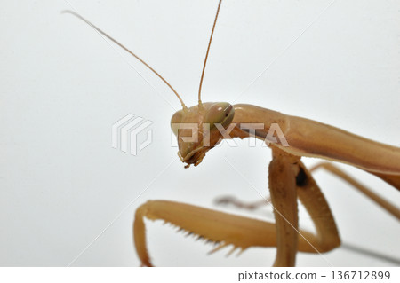 mantis, insect, praying mantis 136712899
