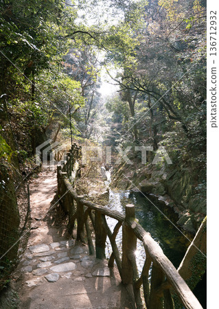 A forest bathed in light A forest bathed in light 136712932