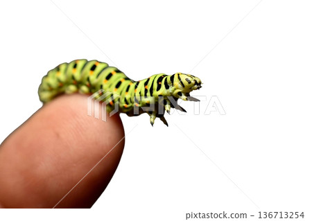 caterpillar, butterfly, worm 136713254