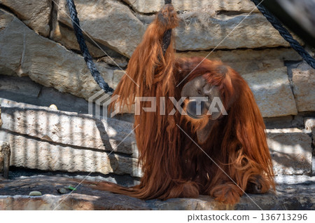 Berlin, germany, august 14, 2023. Orangutan with long red hair hanging on a rope in its zoo enclosure, gazing directly at the camera in daylight habitat 136713296