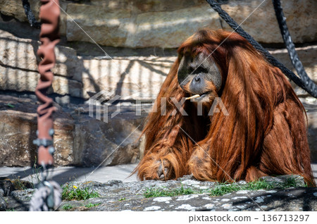 Berlin, germany, august 14, 2023. Orangutan with long red hair sits chewing a stick inside an outdoor enclosure at berlin zoo, observing its surroundings 136713297