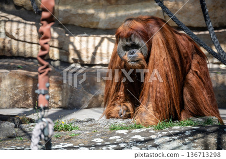 Berlin, germany, august 14, 2023. Adult orangutan with long red fur resting calmly in a naturalistic enclosure at berlin zoo, thoughtful portrait in daylight Berlin, germany, august 14, 2023. Adult orangutan with long red fur resting calmly in a naturalistic enclosure at berlin zoo, thoughtful portrait in daylight 136713298