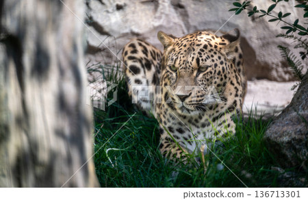 Berlin, germany, august 14, 2023. Leopard with spotted coat camouflaging in green grass, peering cautiously forward at berlin zoo. Wildlife predator in natural habitat 136713301