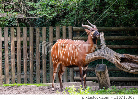 Berlin, germany, august 14, 2023. Bongo, an endangered forest antelope, stands in its habitat, showing its distinctive striped coat and curved horns. Conservation theme Berlin, germany, august 14, 2023. Bongo, an endangered forest antelope, stands in its habitat, showing its distinctive striped coat and curved horns. Conservation theme 136713302