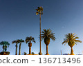 午夜的棕櫚樹和繁星 136713496
