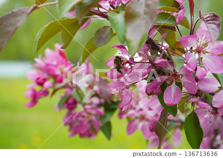 Bee collecting pollen on apple tree blossoming flower at spring. Apple tree bloom in may. 136713636