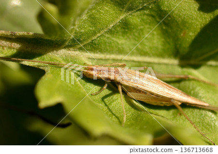 A common stem cricket sits on a green leaf of a plant. A common stem cricket sits on a green leaf of a plant. 136713668