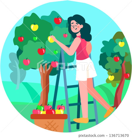 Woman picking apple from tree vector scene 136713670