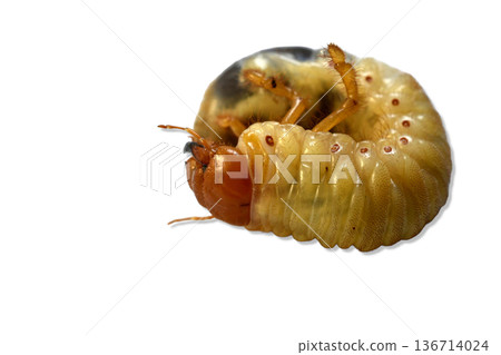 The larva of the May beetle, which lives permanently in the soil 136714024