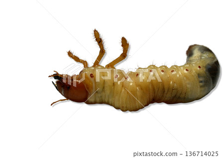 The larva of the May beetle, which lives permanently in the soil 136714025
