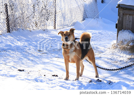Barbos, the village dog, guards the barn and barks at passersby. Behind her lies a snow covered fence and the wooden kennel where she lives. Mixed-breed dogs are not afraid of the cold Barbos, the village dog, guards the barn and barks at passersby. Behind her lies a snow covered fence and the wooden kennel where she lives. Mixed-breed dogs are not afraid of the cold 136714039