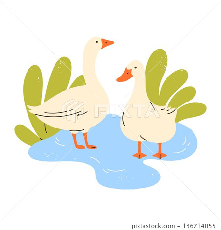 goose, bird, duck 136714055
