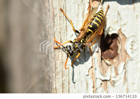 wasp, insect, bee 136714110
