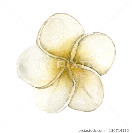 Watercolor plumeria flower with creamy white petals and yellow center, tropical frangipani bloom. Botanical illustration for summer textile print, spa branding, wedding stationery and tropical decor. Watercolor plumeria flower with creamy white petals and yellow center, tropical frangipani bloom. Botanical illustration for summer textile print, spa branding, wedding stationery and tropical decor. 136714113
