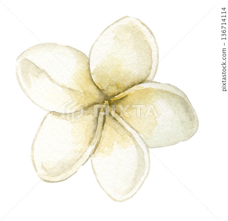 Watercolor plumeria flower with creamy white petals and yellow center, tropical frangipani bloom. Botanical illustration for summer textile print, spa branding, wedding stationery and tropical decor. Watercolor plumeria flower with creamy white petals and yellow center, tropical frangipani bloom. Botanical illustration for summer textile print, spa branding, wedding stationery and tropical decor. 136714114
