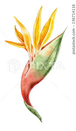 Watercolor illustration of strelitzia flower with orange petals and green leaves. Tropical floral element for wallpapers, nursery decor, posters, textiles, wrapping paper and surface prints. Watercolor illustration of strelitzia flower with orange petals and green leaves. Tropical floral element for wallpapers, nursery decor, posters, textiles, wrapping paper and surface prints. 136714116