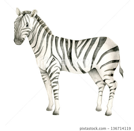 Watercolor zebra standing in side view. African savanna animal illustration suitable for safari nursery decor, wildlife poster, jungle wallpaper, textile print, packaging or zoology graphics. 136714119